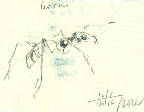 web_ant_portrait